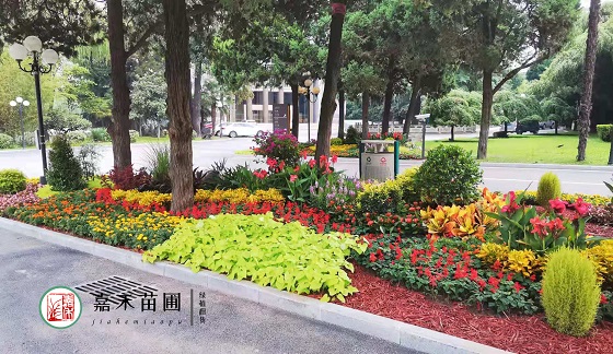 西安花卉绿植租摆花境效果|西安嘉禾苗圃