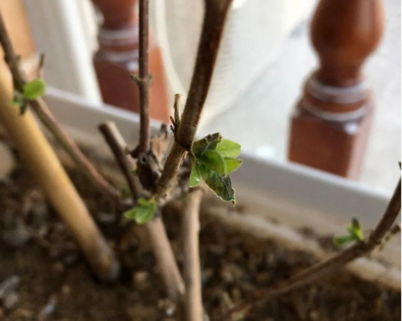 西安绿植租赁植物抹侧芽|西安嘉禾苗圃