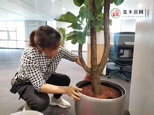 西安绿植花卉租赁|西安嘉禾苗圃