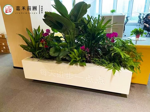 西安绿植租摆设计|西安嘉禾苗圃