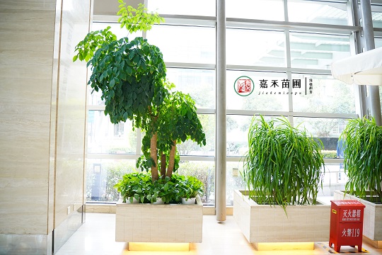 西安绿植租赁价格|西安嘉禾苗圃