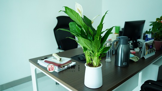 室内设计：花卉绿植租摆的运用