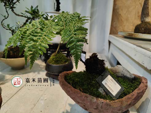 温度骤降，搬到室内的植物大量黄叶，教你正确的挽救方法