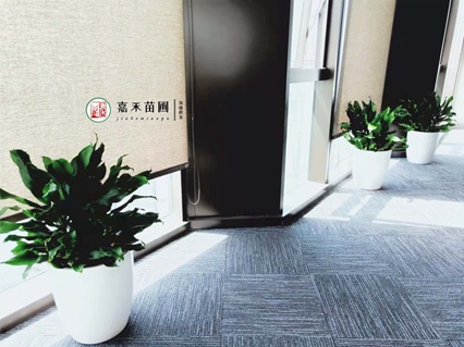 西安办公室绿植租赁：低成本打造高效办公环境，省心又出片