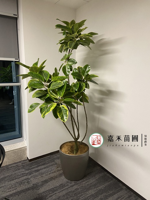 西安办公室绿植租摆|西安嘉禾苗圃